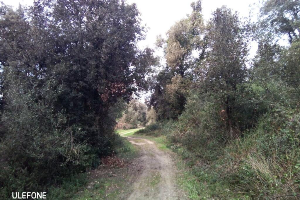 Casa Nel Parco Sulla Spiaggia Pisa Exteriör bild